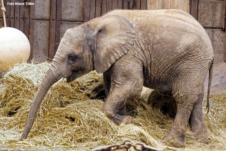 Afrikanisches Elefanten-Jungtier mit Heu am 18. November 2021 im Elefanten-Haus im Grünen Zoo Wuppertal (Foto Klaus Tüller)