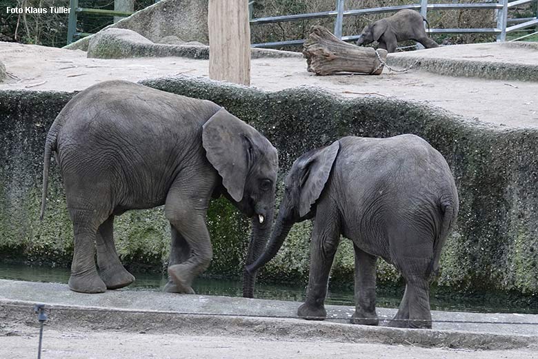 Afrikanische Elefanten am 21. Dezember 2021 auf der Außenanlage im Grünen Zoo Wuppertal (Foto Klaus Tüller)