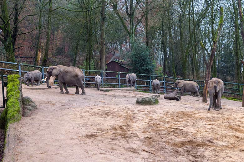 Afrikanische Elefanten am 24. Dezember 2021 auf der Außenanlage im Grünen Zoo Wuppertal