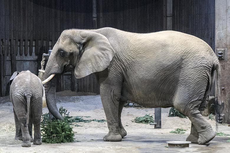 Trächtige Afrikanische Elefanten-Kuh SABIE am 7. Januar 2022 im Elefanten-Haus im Zoologischen Garten Wuppertal