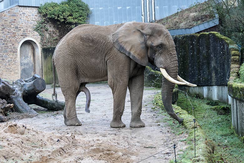 Afrikanischer Elefanten-Bulle TOOTH am 10. Januar 2022 auf der Bullen-Außenanlage am Elefanten-Haus im Wuppertaler Zoo