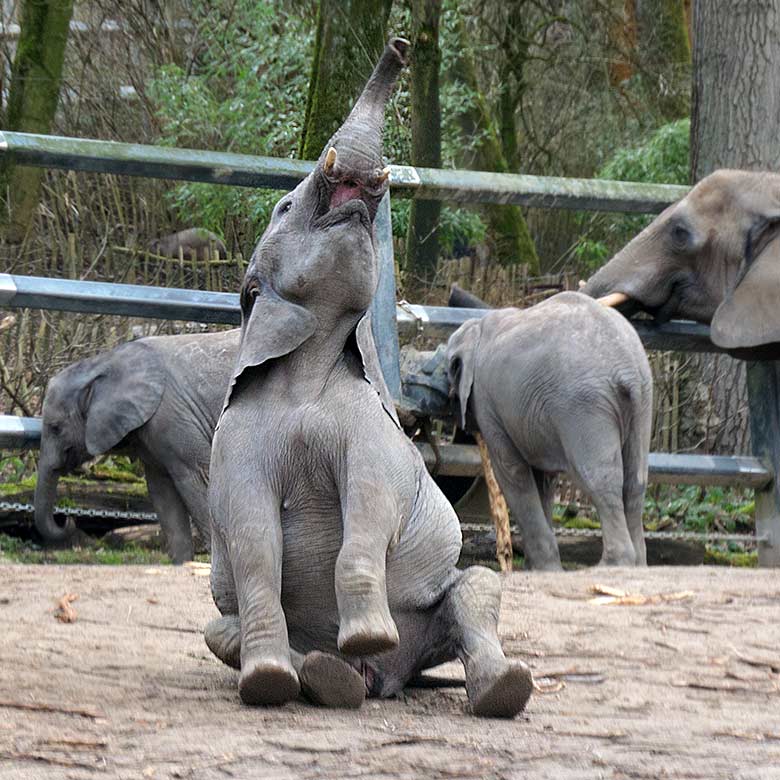 Afrikanische Elefanten-Jungtiere am 5. Februar 2022 auf der Außenanlage im Grünen Zoo Wuppertal