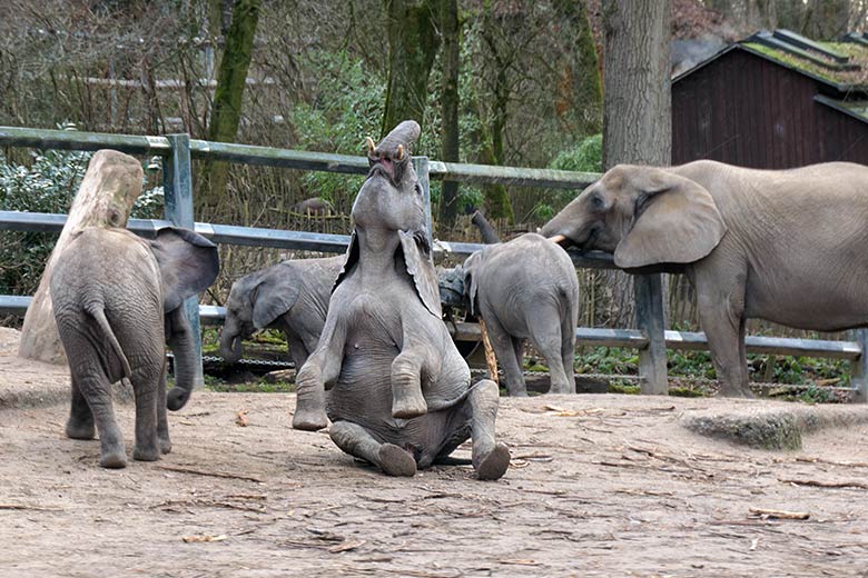 Afrikanische Elefanten-Jungtiere am 5. Februar 2022 auf der Außenanlage im Zoologischen Garten der Stadt Wuppertal