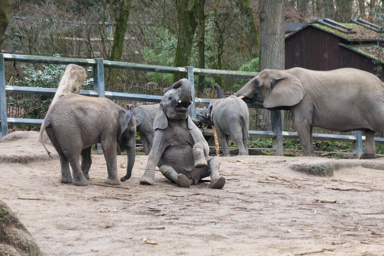 Afrikanische Elefanten-Jungtiere am 5. Februar 2022 auf der Außenanlage im Wuppertaler Zoo