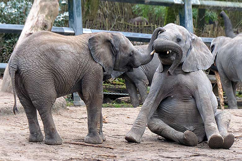 Afrikanische Elefanten-Jungtiere am 5. Februar 2022 auf der Außenanlage im Zoo Wuppertal
