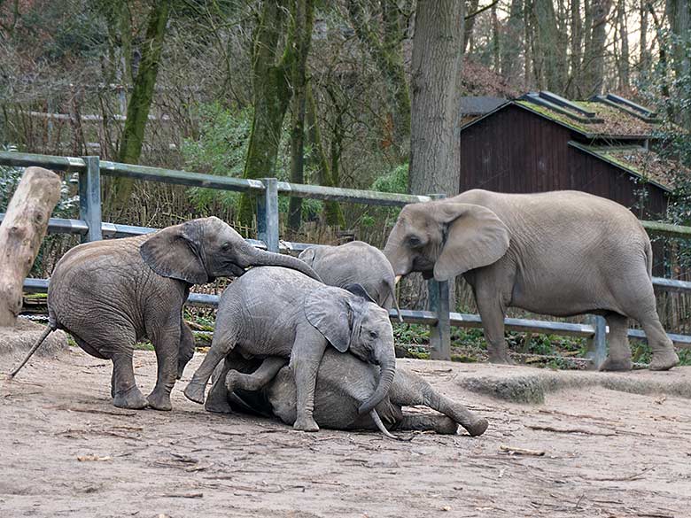 Afrikanische Elefanten-Jungtiere am 5. Februar 2022 auf der Außenanlage im Grünen Zoo Wuppertal