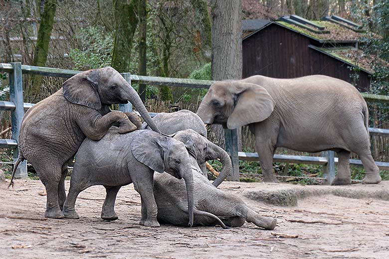 Afrikanische Elefanten-Jungtiere am 5. Februar 2022 auf der Außenanlage im Zoologischen Garten Wuppertal