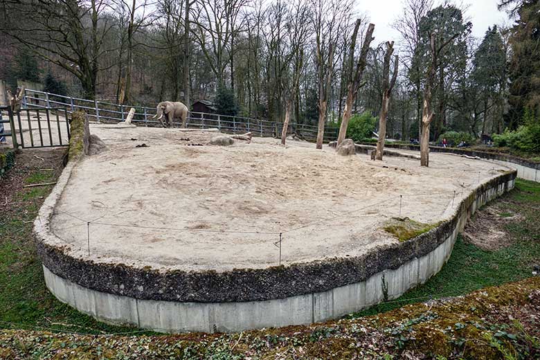 Afrikanischer Elefanten-Bulle TOOTH am 20. März 2022 allein auf der größeren Außenanlage am Elefanten-Haus im Grünen Zoo Wuppertal