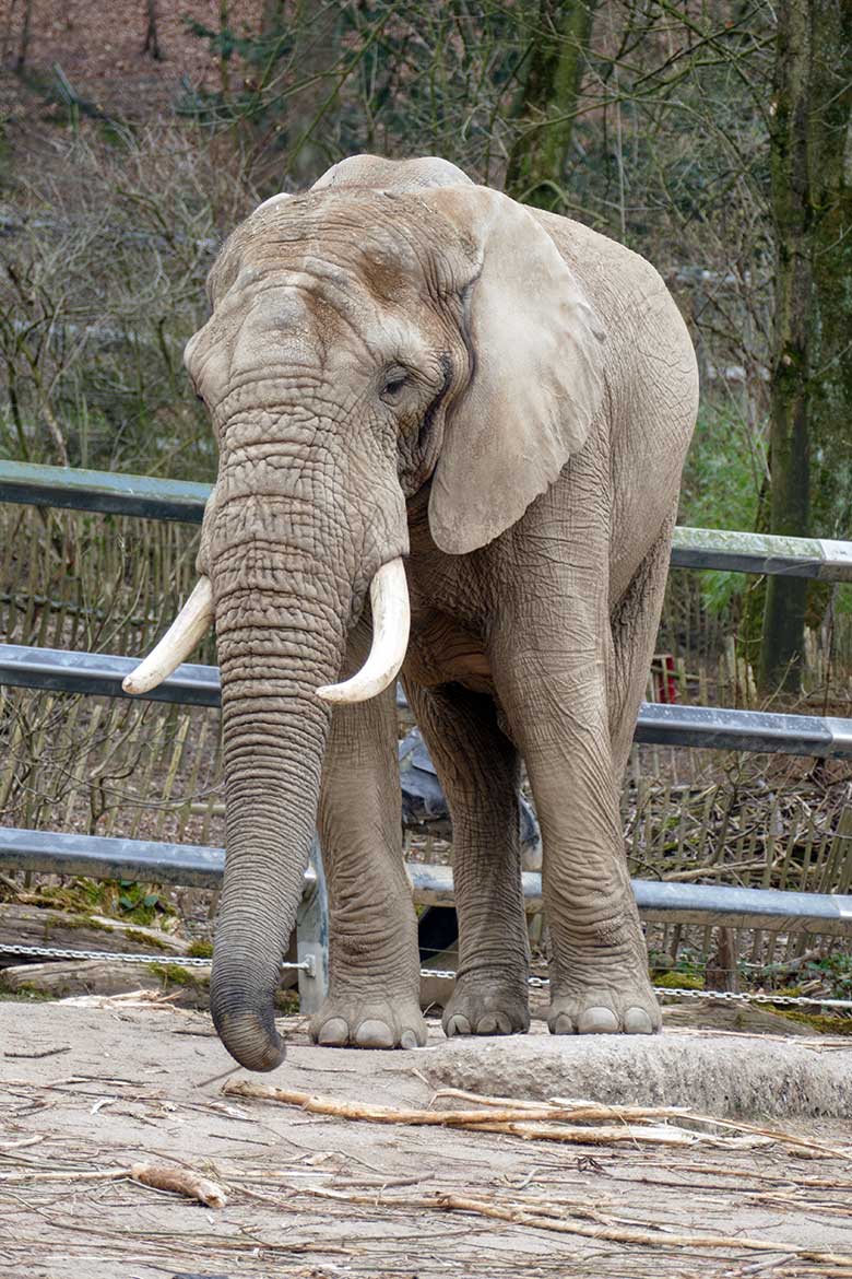 Afrikanischer Elefanten-Bulle TOOTH am 20. März 2022 allein auf der größeren Außenanlage am Elefanten-Haus im Zoologischen Garten Wuppertal
