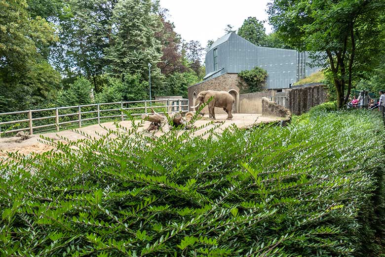 Afrikanischer Elefanten-Bulle TOOTH am 3. Juli 2022 auf der Bullen-Außenanlage am Elefanten-Haus im Grünen Zoo Wuppertal