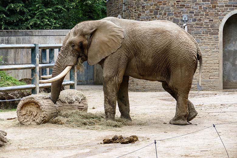 Afrikanischer Elefanten-Bulle TOOTH am 3. Juli 2022 auf der Bullen-Außenanlage am Elefanten-Haus im Zoologischen Garten der Stadt Wuppertal