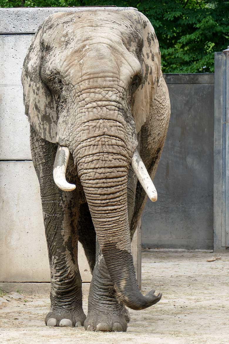 Afrikanischer Elefanten-Bulle TOOTH am 4. Juli 2022 auf der Bullen-Außenanlage am Elefanten-Haus im Zoo Wuppertal
