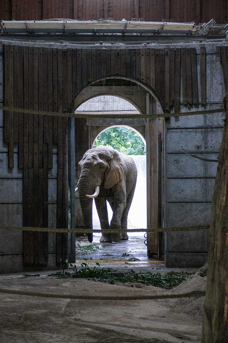 Afrikanischer Elefanten-Bulle TOOTH am 4. Juli 2022 im Elefanten-Haus im Wuppertaler Zoo