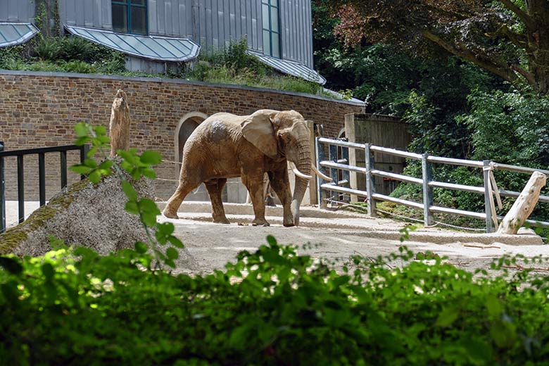 Afrikanischer Elefanten-Bulle TOOTH am 16. Juli 2022 auf der großen Außenanlage am Elefanten-Haus im Zoologischen Garten Wuppertal