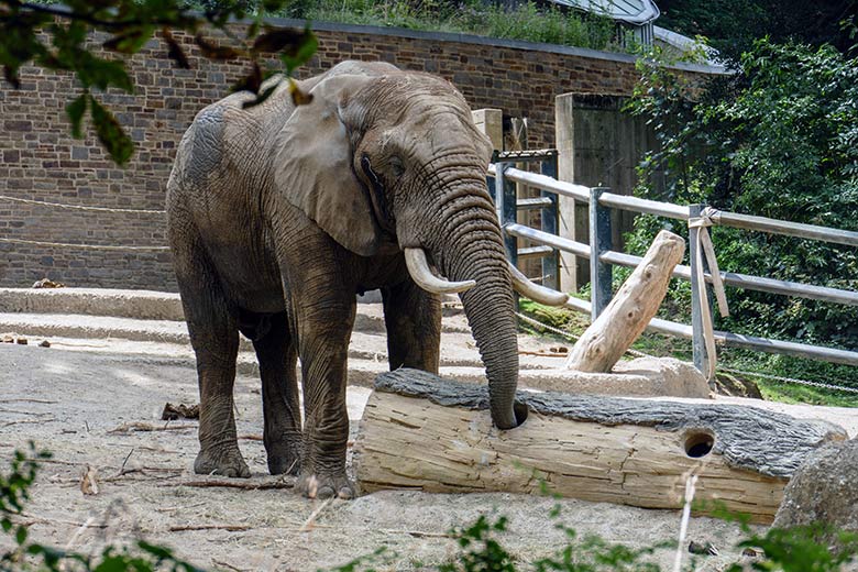 Afrikanischer Elefanten-Bulle TOOTH am 16. Juli 2022 auf der großen Außenanlage am Elefanten-Haus im Zoo Wuppertal