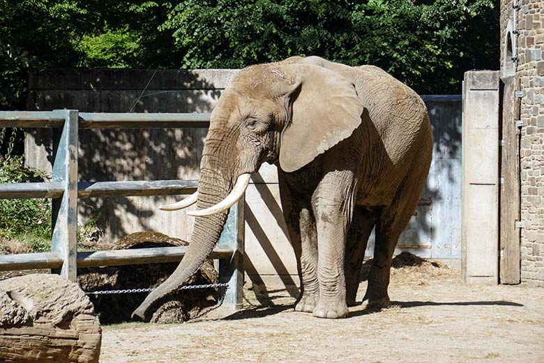 Afrikanischer Elefanten-Bulle TOOTH am 18. Juli 2022 auf der Bullen-Außenanlage am Elefanten-Haus im Wuppertaler Zoo