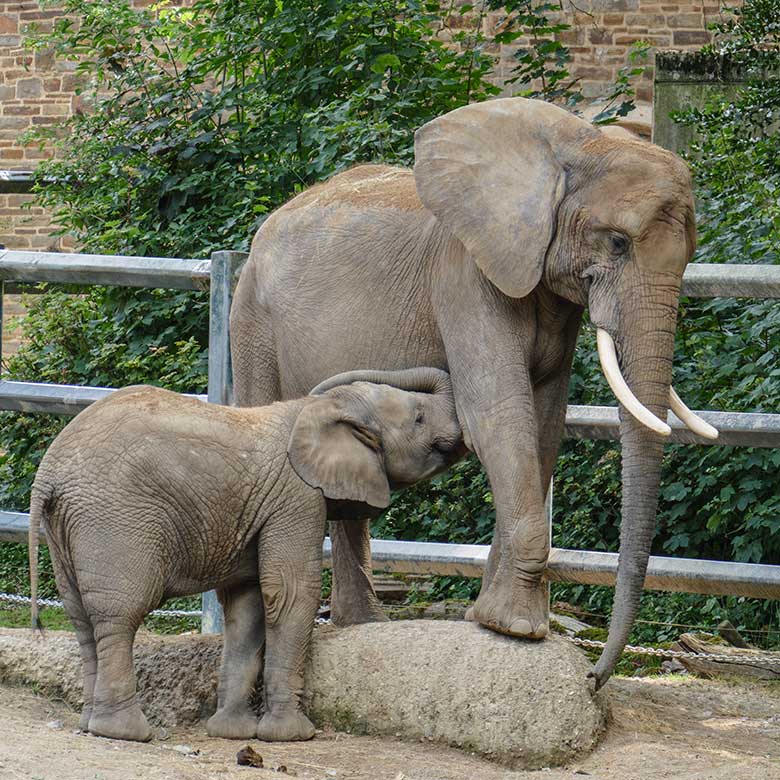 Männliches Afrikanisches Elefanten-Jungtier TSAVO mit seiner Elefanten-Mutter SWENI am 25. Juli 2022 auf der größeren Außenanlage am Elefanten-Haus im Zoologischen Garten Wuppertal