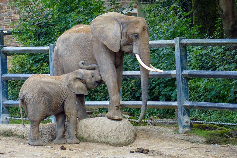 Afrikanische Elefanten-Kuh "Sweni" mit Elefanten-Jungtier "Tsavo" am 25. Juli 2022 auf der Außenanlage am Elefanten-Haus im Grünen Zoo Wuppertal