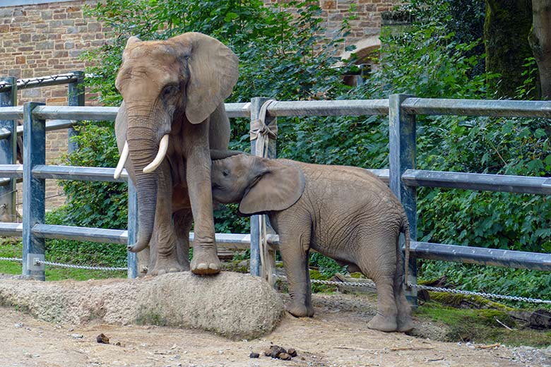 Afrikanische Elefanten-Kuh "Sweni" mit Elefanten-Jungtier "Tsavo" am 25. Juli 2022 auf der Außenanlage am Elefanten-Haus im Zoologischen Garten Wuppertal