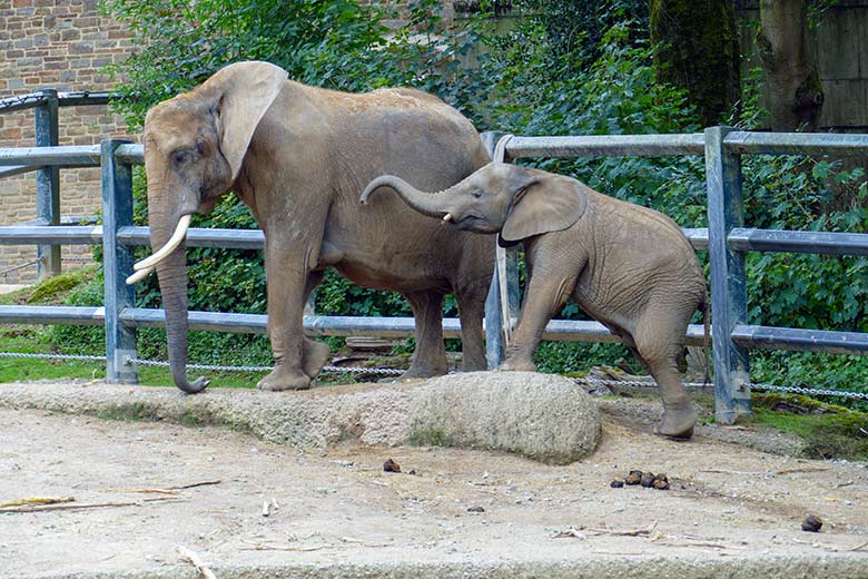 Afrikanische Elefanten-Kuh "Sweni" mit Elefanten-Jungtier "Tsavo" am 25. Juli 2022 auf der Außenanlage am Elefanten-Haus im Wuppertaler Zoo