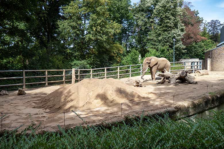Neuer Sand für den Afrikanischen Elefanten-Bullen TOOTH am 28. Juli 2022 auf der kleineren Außenanlage am Elefanten-Haus im Grünen Zoo Wuppertal