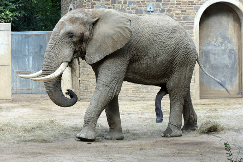 Afrikanischer Elefanten-Bulle TOOTH am 16. August 2022 auf der Bullen-Außenanlage am Elefanten-Haus im Grünen Zoo Wuppertal