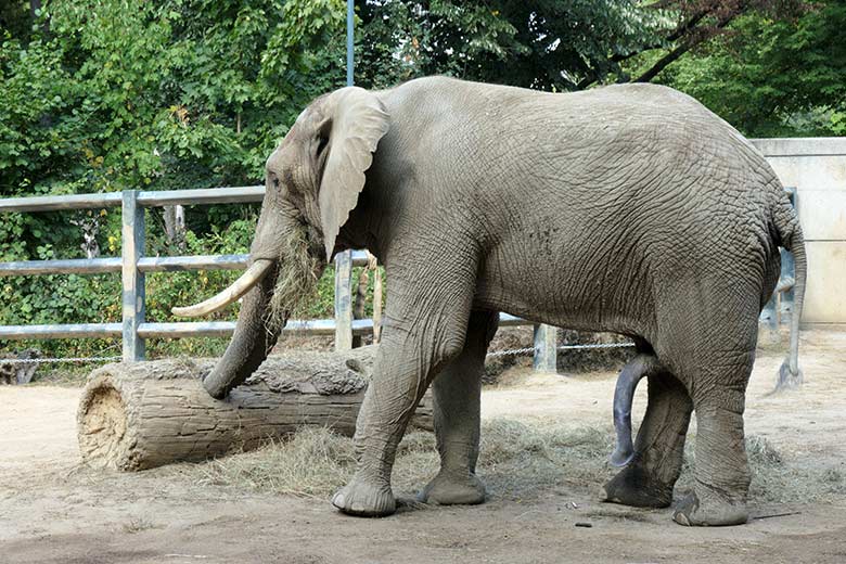 Afrikanischer Elefanten-Bulle TOOTH am 16. August 2022 auf der Bullen-Außenanlage am Elefanten-Haus im Wuppertaler Zoo