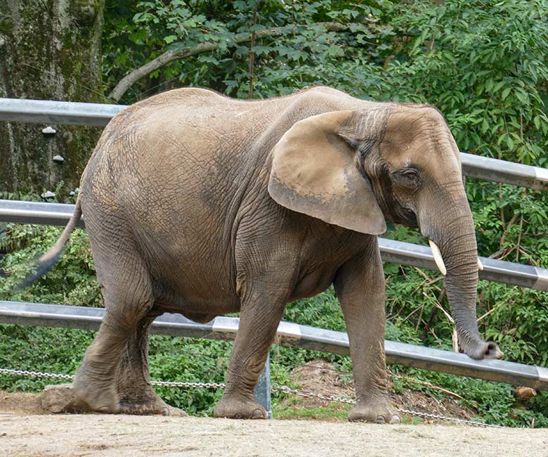 Trächtige Afrikanische Elefanten-Kuh TIKA am 4. September 2022 auf der Außenanlage am Elefanten-Haus im Wuppertaler Zoo (Foto Klaus Tüller)
