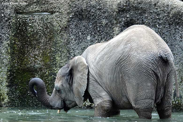 Elefanten-Jungtier am 5. September 2022 am Wasser der Außenanlage am Elefanten-Haus im Zoologischen Garten Wuppertal (Foto Klaus Tüller)