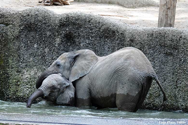 Elefanten-Jungtiere am 5. September 2022 am Wasser der Außenanlage am Elefanten-Haus im Zoo Wuppertal (Foto Klaus Tüller)