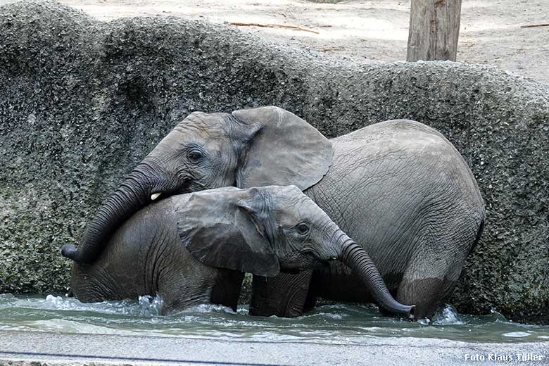 Elefanten-Jungtiere am 5. September 2022 am Wasser der Außenanlage am Elefanten-Haus im Wuppertaler Zoo (Foto Klaus Tüller)