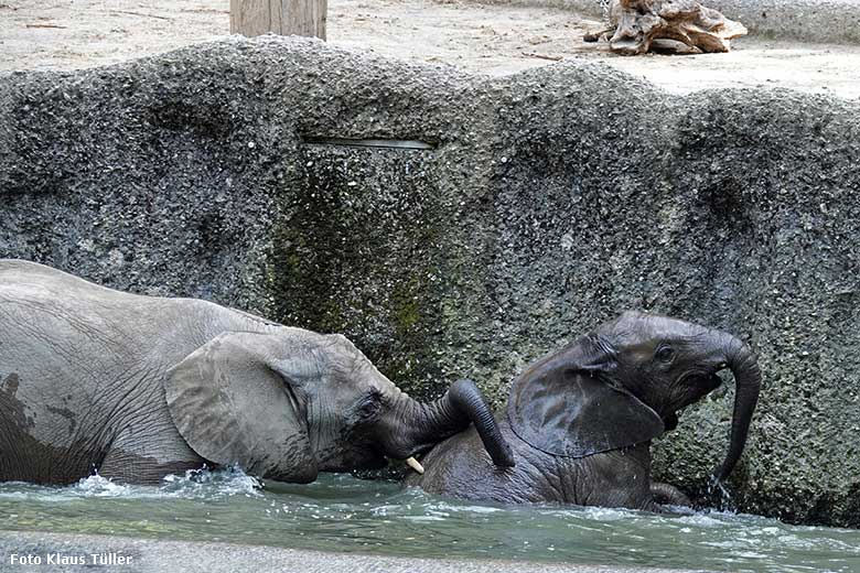 Elefanten-Jungtiere am 5. September 2022 am Wasser der Außenanlage am Elefanten-Haus im Zoologischen Garten der Stadt Wuppertal (Foto Klaus Tüller)