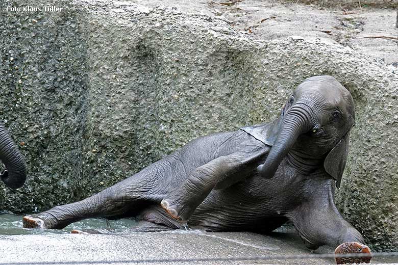 Elefanten-Jungtier am 5. September 2022 am Wasser der Außenanlage am Elefanten-Haus im Zoo Wuppertal (Foto Klaus Tüller)