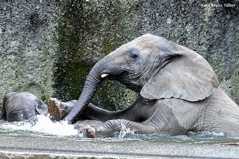 Elefanten-Jungtiere am 5. September 2022 am Wasser der Außenanlage am Elefanten-Haus im Wuppertaler Zoo Wuppertal (Foto Klaus Tüller)