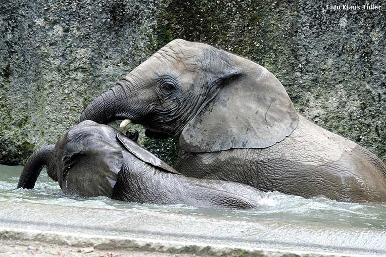 Elefanten-Jungtiere am 5. September 2022 am Wasser der Außenanlage am Elefanten-Haus im Grünen Zoo Wuppertal (Foto Klaus Tüller)