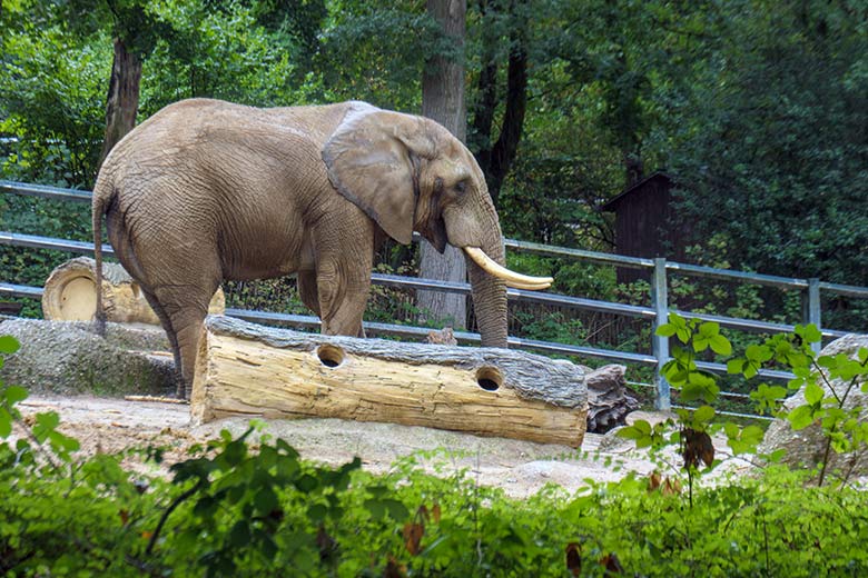 Afrikanischer Elefanten-Bulle TOOTH am 27. September 2022 allein auf der großen Außenanlage am Elefanten-Haus im Grünen Zoo Wuppertal