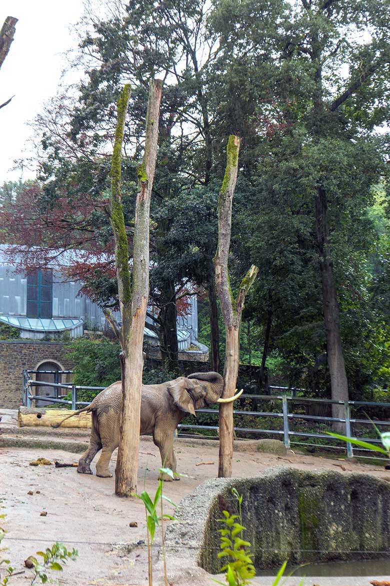 Afrikanischer Elefanten-Bulle TOOTH am 27. September 2022 allein auf der großen Außenanlage am Elefanten-Haus im Zoo Wuppertal