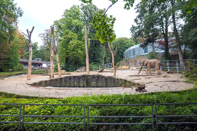 Afrikanischer Elefanten-Bulle TOOTH am 27. September 2022 allein auf der großen Außenanlage am Elefanten-Haus im Wuppertaler Zoo
