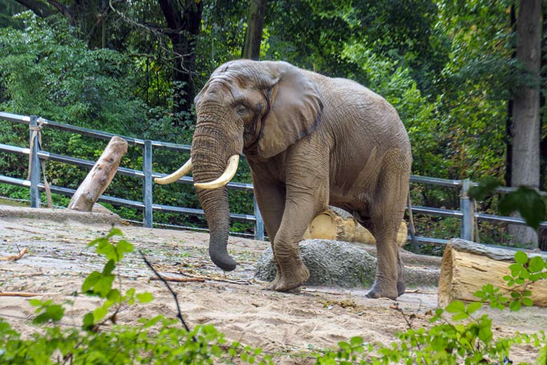Afrikanischer Elefanten-Bulle TOOTH am 27. September 2022 allein auf der großen Außenanlage am Elefanten-Haus im Grünen Zoo Wuppertal