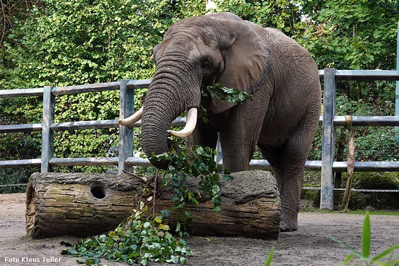 Afrikanischer Elefanten-Bulle TOOTH am 2. Oktober 2022 auf der Außenanlage am Elefanten-Haus im Grünen Zoo Wuppertal (Foto Klaus Tüller)