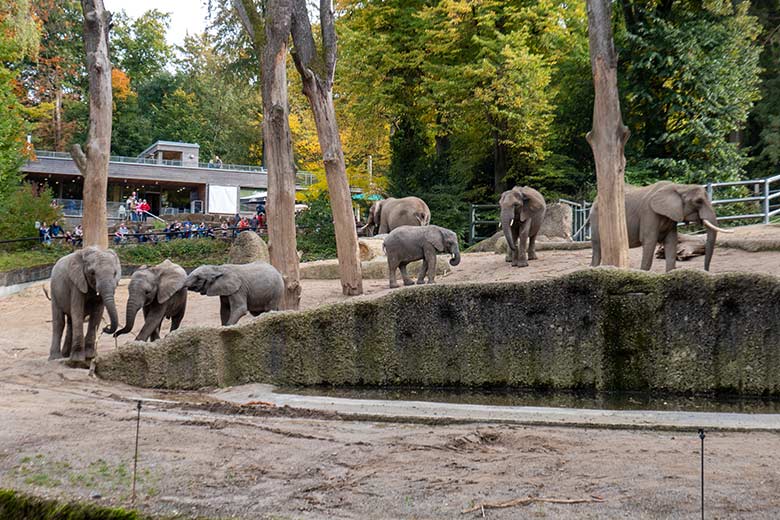 Afrikanische Elefanten-Herde am 10. Oktober 2022 auf der größeren Außenanlage am Elefanten-Haus im Grünen Zoo Wuppertal