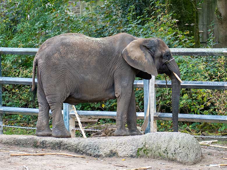 Tragende Afrikanische Elefanten-Kuh TIKA am 12. Oktober 2022 auf der größeren Außenanlage am Elefanten-Haus im Grünen Zoo Wuppertal