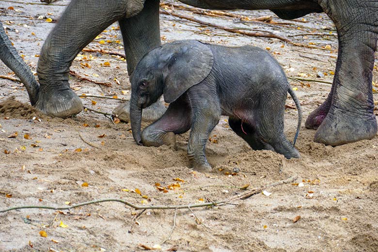 Afrikanisches Elefanten-Jungtier am Tag seiner Geburt am 14. Oktober 2022 auf der größeren Außenanlage am Elefanten-Haus im Grünen Zoo Wuppertal