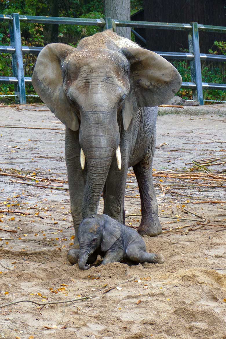Afrikanische Elefanten-Kuh TIKA mit dem vor Stunden geborenen Elefanten-Kalb am 14. Oktober 2022 auf der größeren Außenanlage am Elefanten-Haus im Zoo Wuppertal