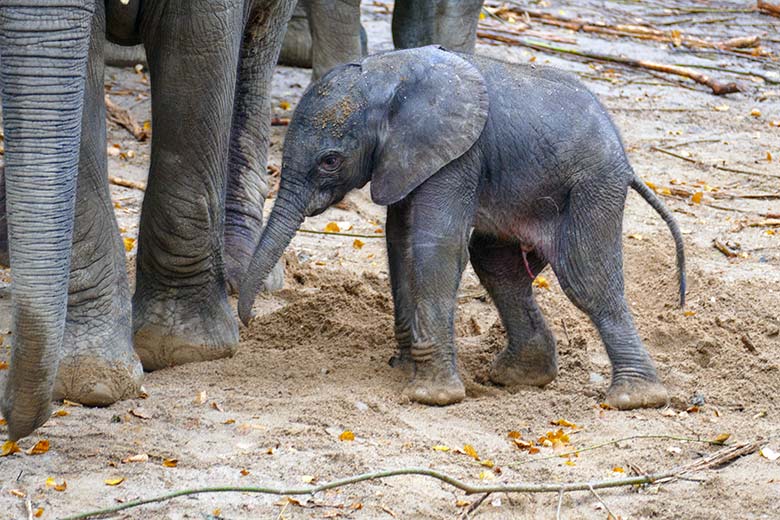 Afrikanisches Elefanten-Jungtier am Tag seiner Geburt am 14. Oktober 2022 auf der größeren Außenanlage am Elefanten-Haus im Zoologischen Garten Wuppertal