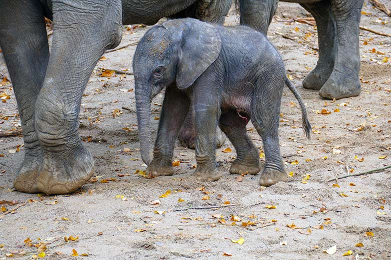 Afrikanisches Elefanten-Jungtier am Tag seiner Geburt am 14. Oktober 2022 auf der größeren Außenanlage am Elefanten-Haus im Wuppertaler Zoo