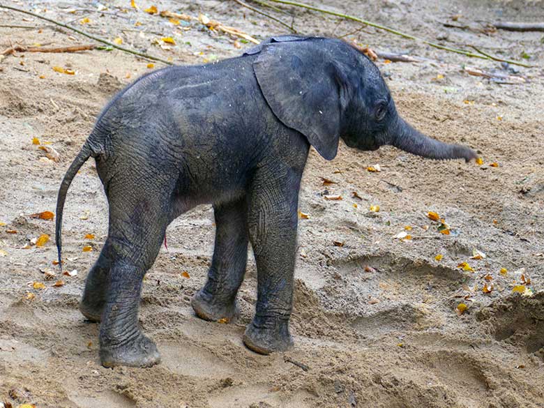Weibliches Afrikanisches Elefanten-Jungtier MALI am Tag seiner Geburt am 14. Oktober 2022 auf der größeren Außenanlage am Elefanten-Haus im Grünen Zoo Wuppertal
