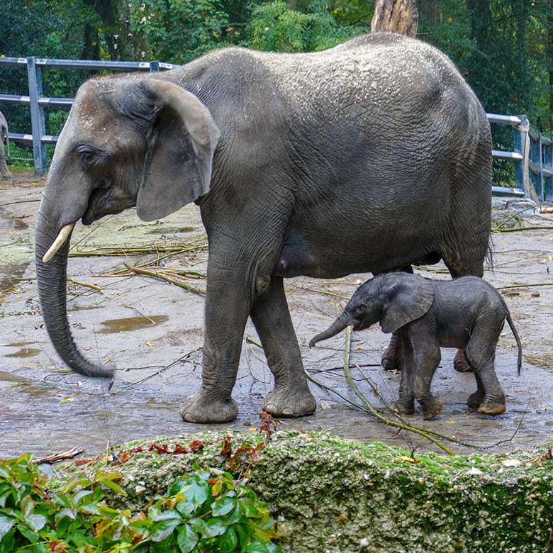 Afrikanische Elefanten-Kuh TIKA mit dem vor Stunden geborenen Elefanten-Kalb am 14. Oktober 2022 auf der größeren Außenanlage am Elefanten-Haus im Grünen Zoo Wuppertal