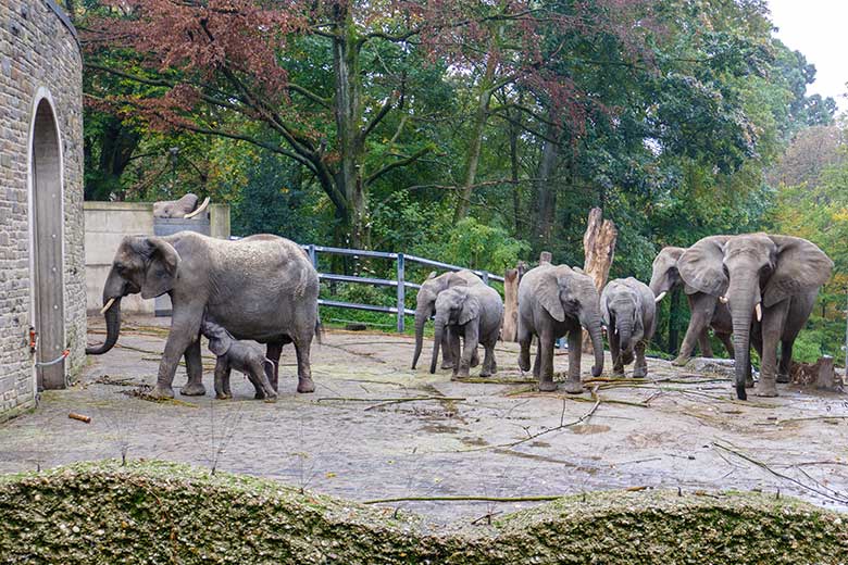 Afrikanische Elefanten-Herde mit dem vor Stunden geborenen Elefanten-Kalb am 14. Oktober 2022 auf der größeren Außenanlage am Elefanten-Haus im Zoologischen Garten der Stadt Wuppertal