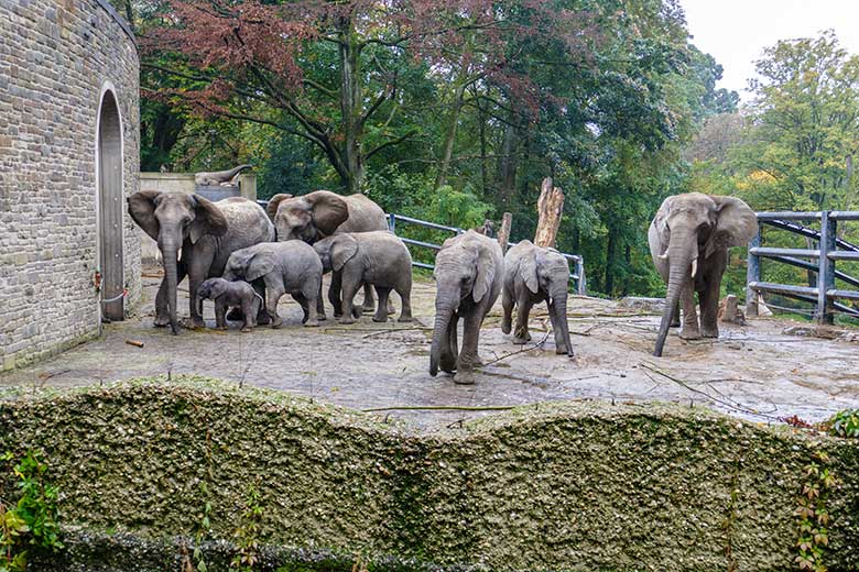 Afrikanische Elefanten-Herde mit dem vor Stunden geborenen Elefanten-Kalb am 14. Oktober 2022 auf der größeren Außenanlage am Elefanten-Haus im Wuppertaler Zoo